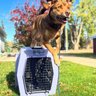 RuffLand Performance Kennels