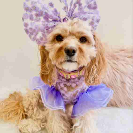 luxpawscouture Reviews