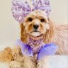 luxpawscouture