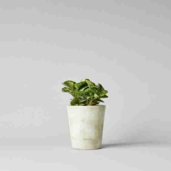 Basic Planter