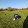 Golfing Buddies