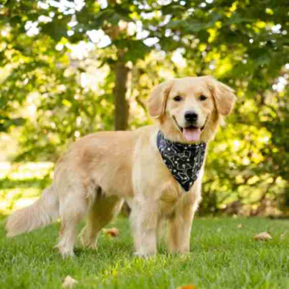 Dog Bandana Co. Reviews