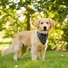 Dog Bandana Co.