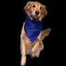 Pocket Retriever LLC