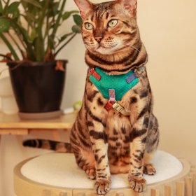 OutdoorBengal