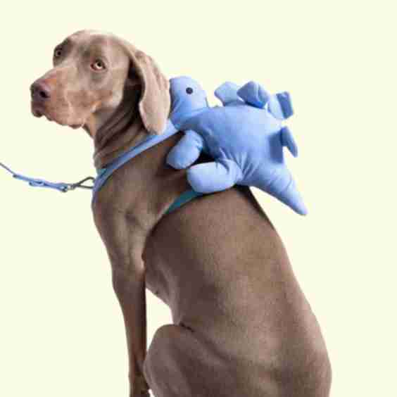 Dino Pac Mini Dog Harness & Backpack
