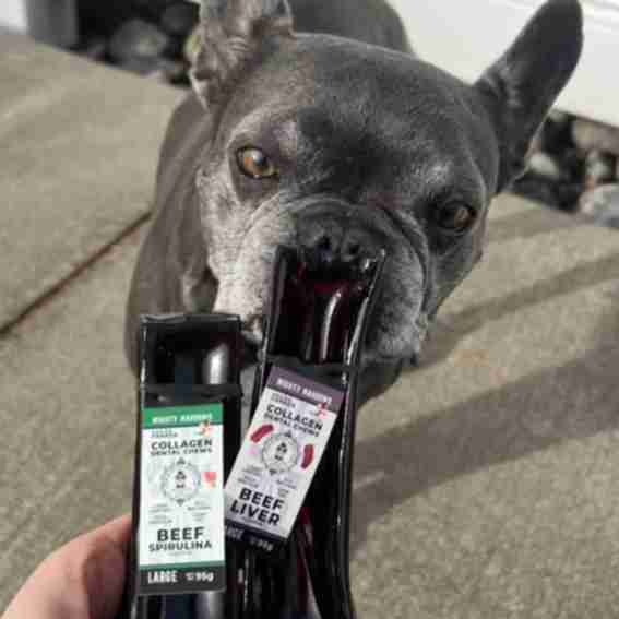Wagbright Reviews