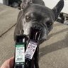 Wagbright