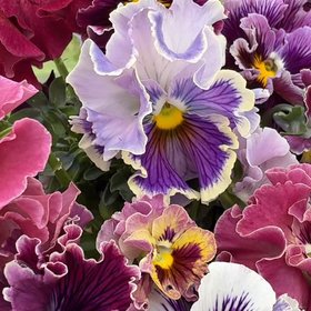 Garden Answer