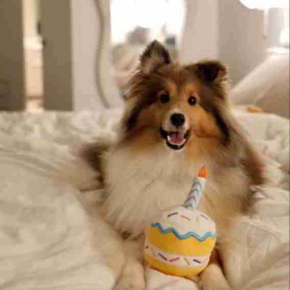 Pawty toys Reviews