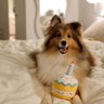 Pawty toys