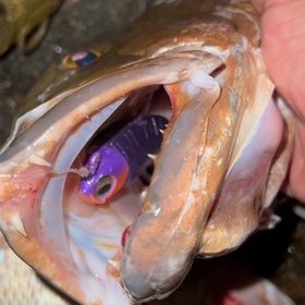 No Live Bait Needed