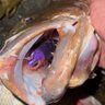 No Live Bait Needed