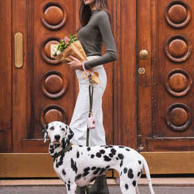 tobia dog studio