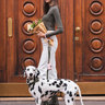 tobia dog studio