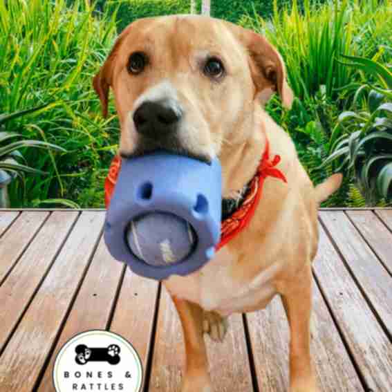 Bones & Rattles Reviews