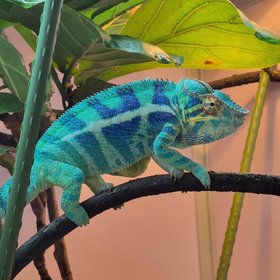 Framschams Chameleon Breeders