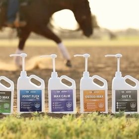 100X Equine