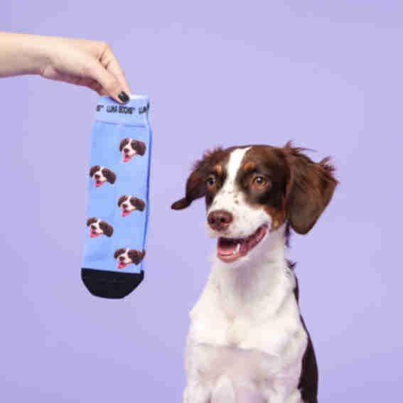 Luna Socks Reviews
