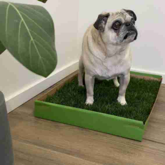 DoggieLawn Reviews