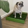 DoggieLawn