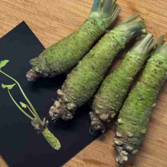 The Wasabi Company Reviews