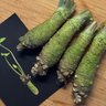 The Wasabi Company
