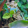 Galapagos