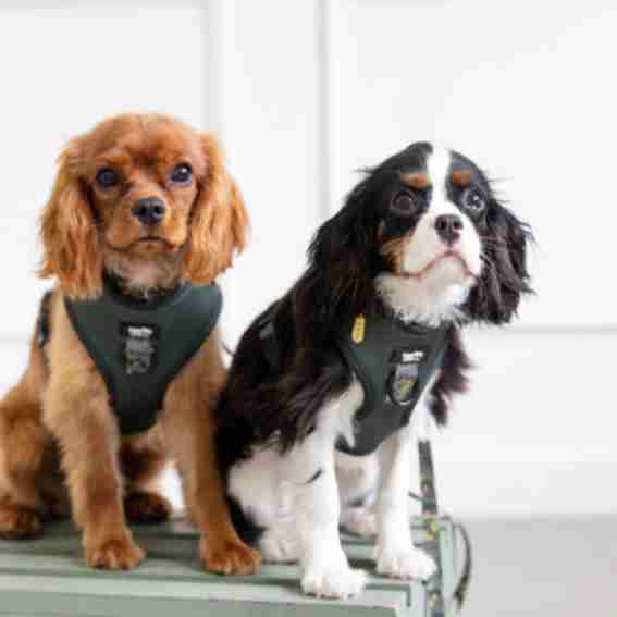 Happy Tails Harness Co. Reviews