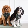 Happy Tails Harness Co.