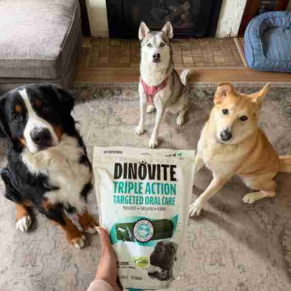 Dinovite Reviews