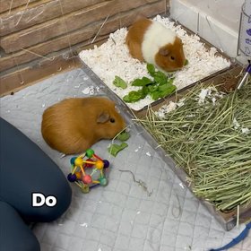 Critter Colony Club