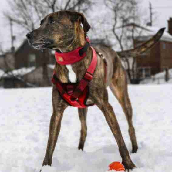 Dog Helios Reviews