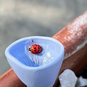 Bee Cups