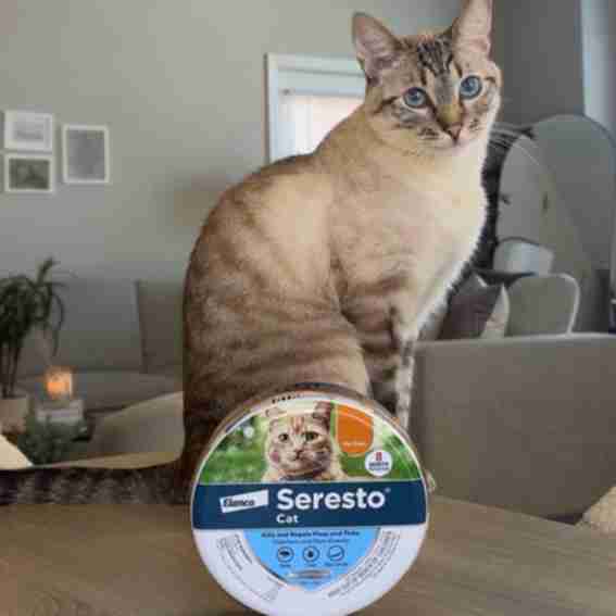 Seresto Reviews