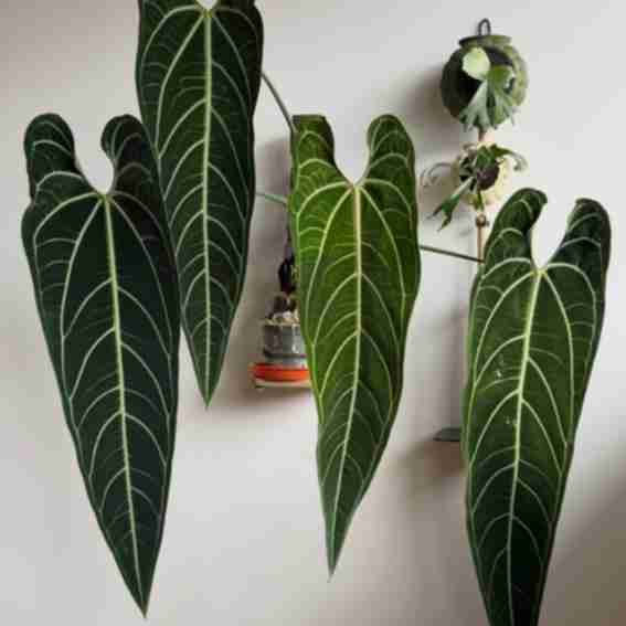 Rousseau Plant Care Reviews