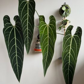 Rousseau Plant Care