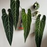 Rousseau Plant Care