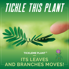 TickleMe Plant