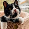 Ecocat