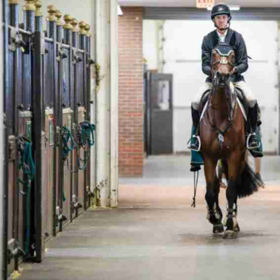 SHOP. at Spruce Meadows Reviews