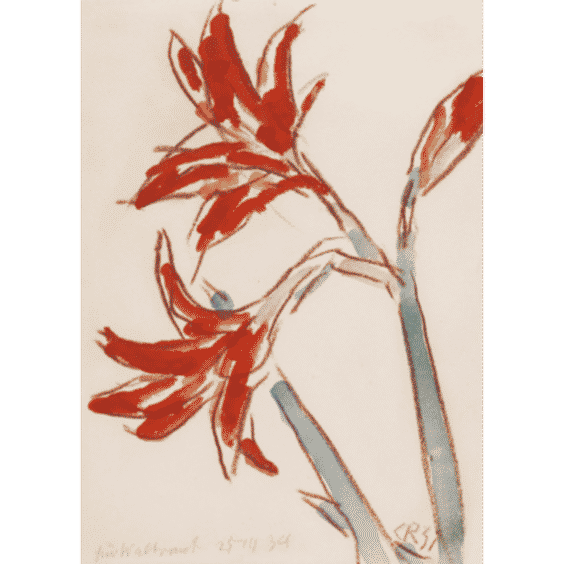 Roter Amaryllis Print, 1931