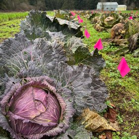 Uprising Seeds