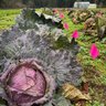 Uprising Seeds