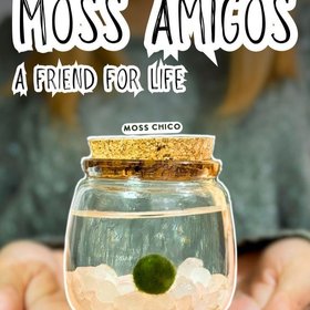 Moss Amigos