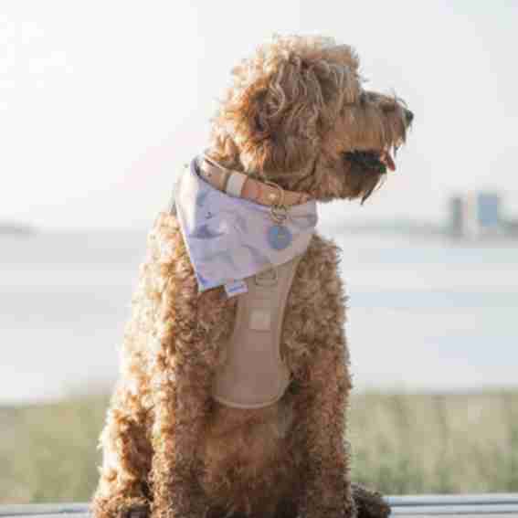 halipup Reviews