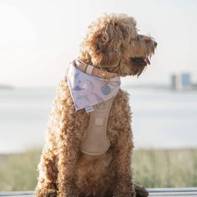 halipup
