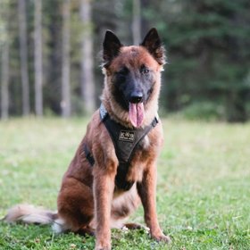 K9 Tactical Gear
