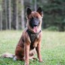 K9 Tactical Gear