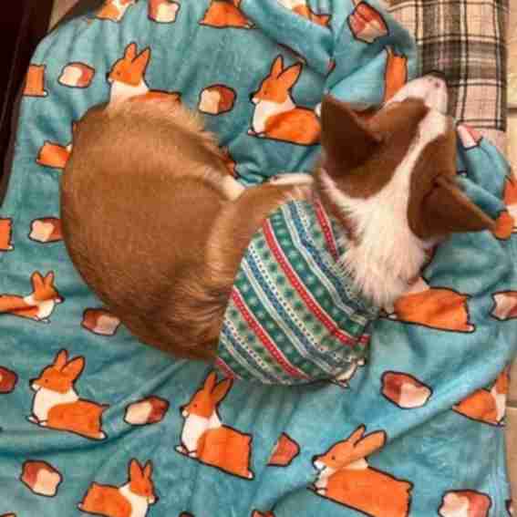 Corgi Things Reviews